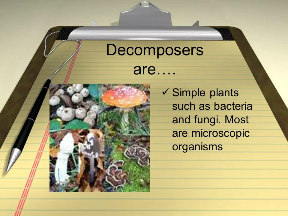 The role of fungus in the decomposition process